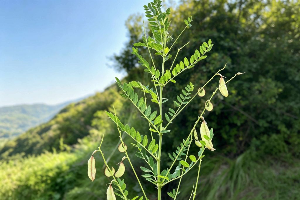 Astragalus plant wild growing on Mount Heng hillside, China