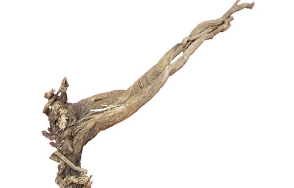 Astragalus Root 20-Year