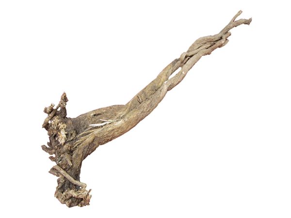 Astragalus root 20 year wild-harvested from Mount Heng