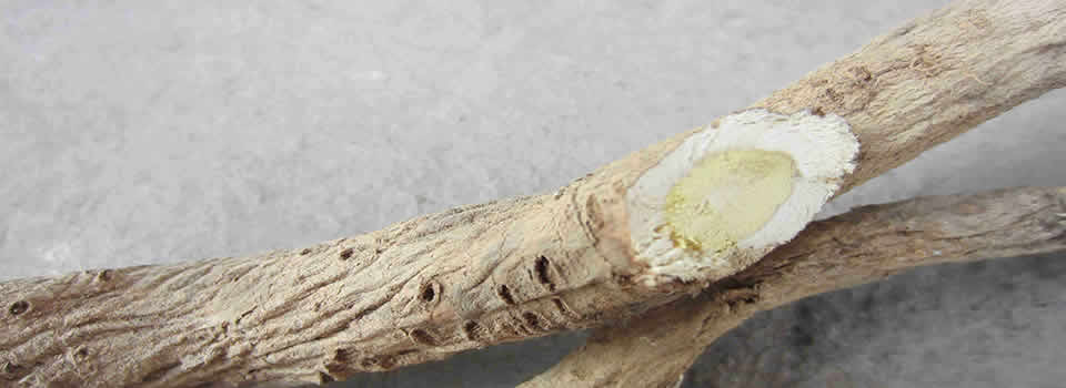 Astragalus root cross-section from wild-harvested Mount Heng source