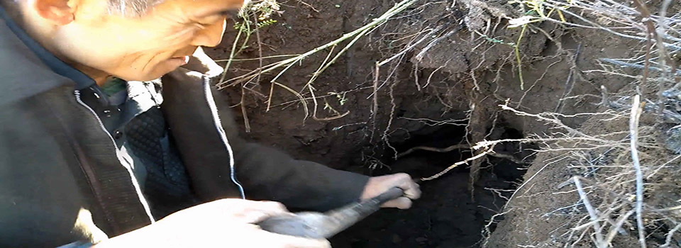 Astragalus root harvesting by local farmer on Mount Heng hillside